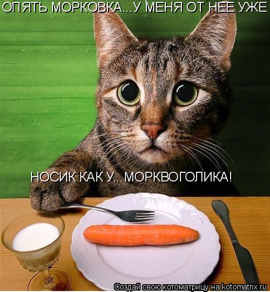 ОПЯТЬ МОРКОВКА...У МЕНЯ ОТ НЕЕ УЖЕ НОСИК КАК У...МОРКВОГОЛИКА!... Котоматрица: ОПЯТЬ МОРКОВКА...У МЕНЯ ОТ НЕЕ УЖЕ НОСИК КАК У...МОРКВОГОЛИКА!