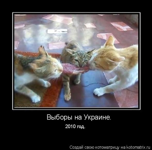 Выборы на Украине. 2010 год.... Котоматрица: Выборы на Украине. 2010 год.