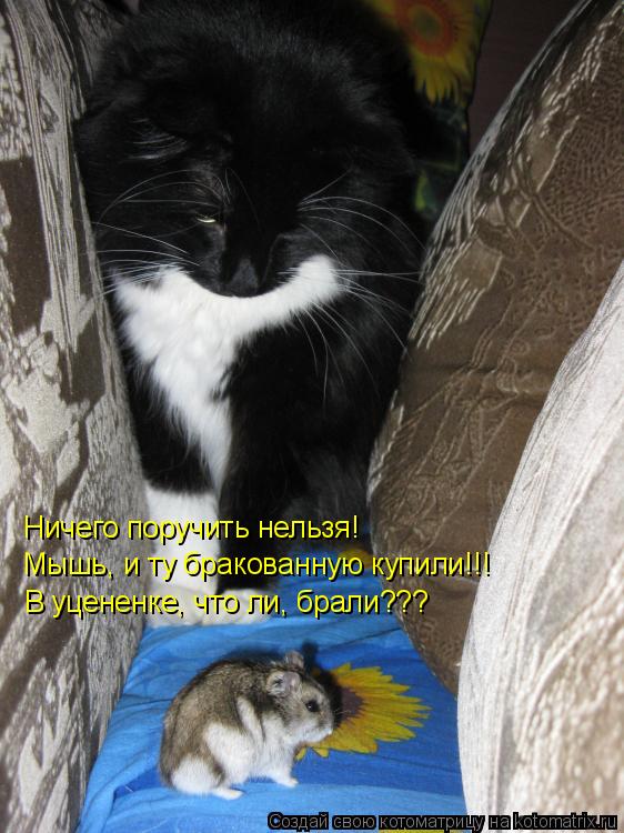 Ничего поручить нельзя! Мышь, и ту бракованную купили!!! В уцененке, что ли, брали???... Котоматрица: Ничего поручить нельзя! Мышь, и ту бракованную купили!!! В уцененке, что ли, брали???