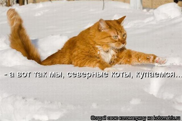 - а вот так мы, северные коты, купаемся...... Котоматрица: - а вот так мы, северные коты, купаемся...