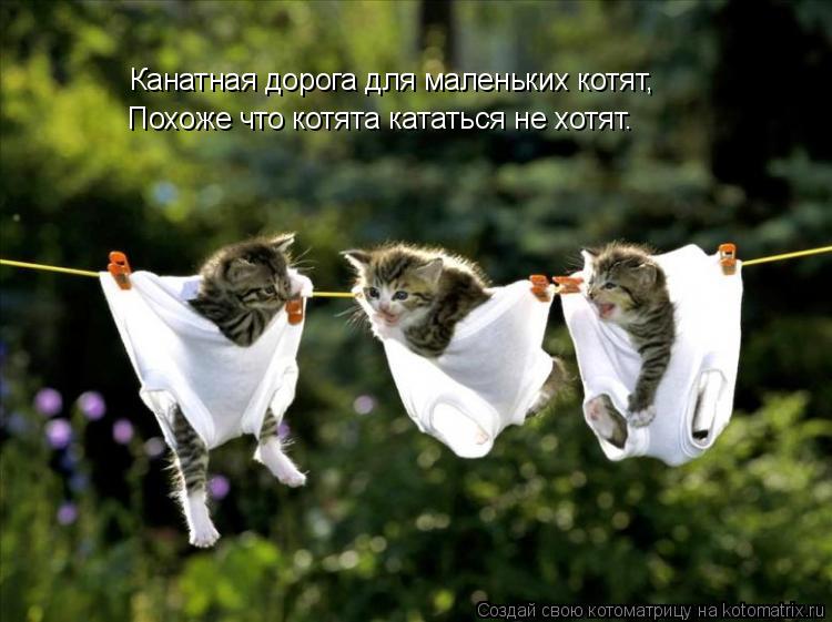 Канатная дорога для маленьких котят, Похоже что котята кататься не хотят.... Котоматрица: Канатная дорога для маленьких котят, Похоже что котята кататься не хотят.