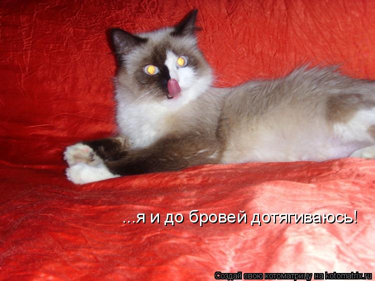 ...я и до бровей дотягиваюсь!... Котоматрица: ...я и до бровей дотягиваюсь!