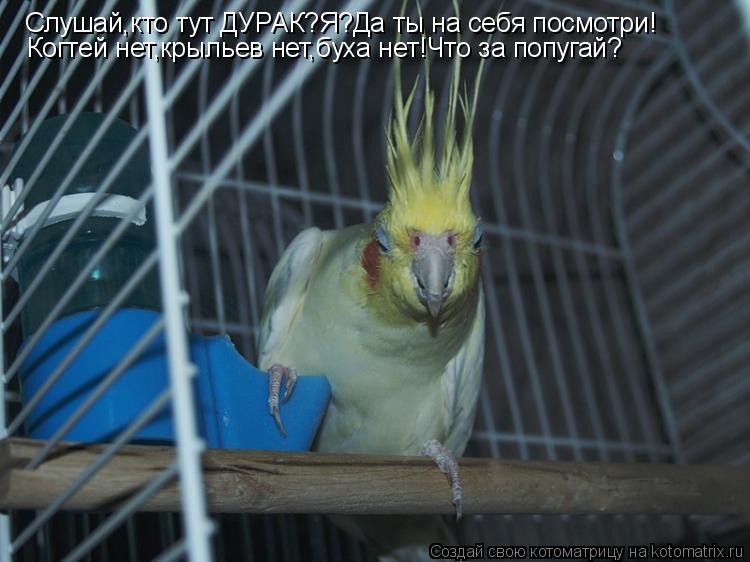 Слушай,кто тут ДУРАК?Я?Да ты на себя посмотри! Когтей нет,крыльев нет,буха нет!Что за попугай?... Котоматрица: Слушай,кто тут ДУРАК?Я?Да ты на себя посмотри! Когтей нет,крыльев нет,буха нет!Что за попугай?