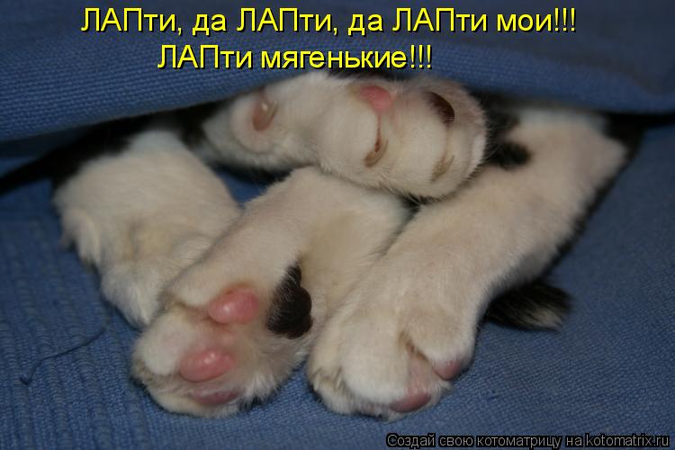 ЛАПти, да ЛАПти, да ЛАПти мои!!! ЛАПти мягенькие!!! ЛАПти мягенькие!!!... Котоматрица: ЛАПти, да ЛАПти, да ЛАПти мои!!! ЛАПти мягенькие!!! ЛАПти мягенькие!!!