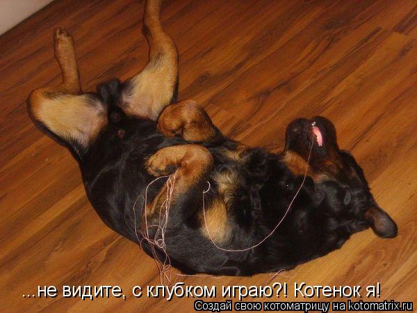 ...не видите, с клубком играю?! Котенок я!... Котоматрица: ...не видите, с клубком играю?! Котенок я!