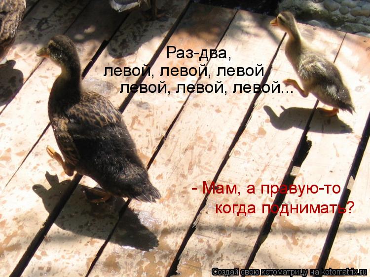 Раз-два, левой, левой, левой левой, левой, левой... - Мам, а правую-то когда поднимать?... Котоматрица: Раз-два, левой, левой, левой левой, левой, левой... - Мам, а правую-то когда поднимать?