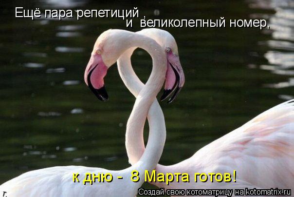Ещё пара репетиций , и великолепный номер, к дню - 8 Марта готов!... Котоматрица: Ещё пара репетиций , и великолепный номер, к дню - 8 Марта готов!
