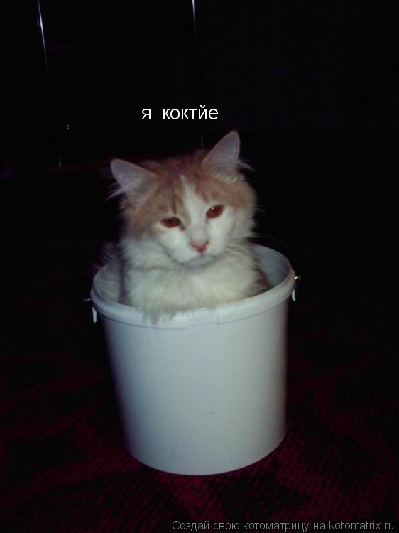 я коктйе... Котоматрица: я коктйе