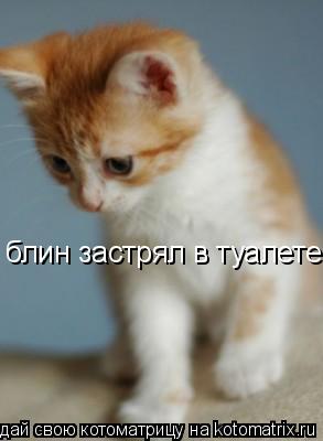блин застрял в туалете... Котоматрица: блин застрял в туалете