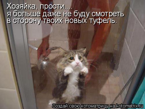 Хозяйка, прости.... я больше даже не буду смотреть в сторону твоих новых туфель.... Котоматрица: Хозяйка, прости.... я больше даже не буду смотреть в сторону твоих новых туфель.