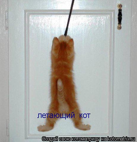 летающий кот... Котоматрица: летающий кот