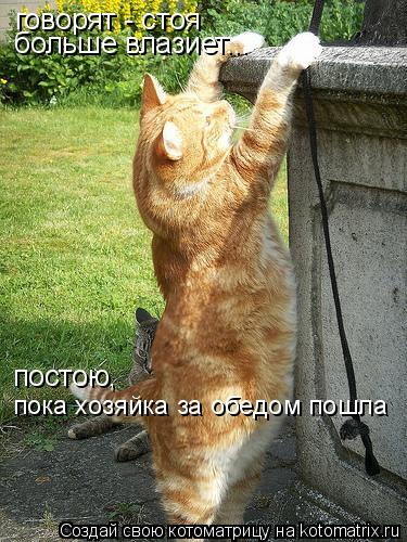 говорят - стоя больше влазиет... постою, пока хозяйка за обедом пошла... Котоматрица: говорят - стоя больше влазиет... постою, пока хозяйка за обедом пошла