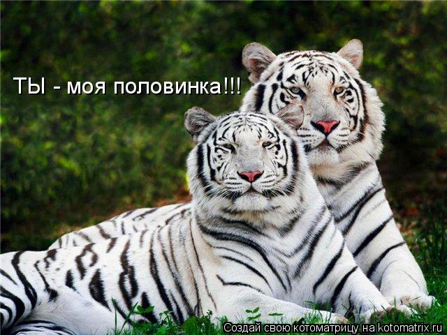 ТЫ - моя половинка!!!... Котоматрица: ТЫ - моя половинка!!!