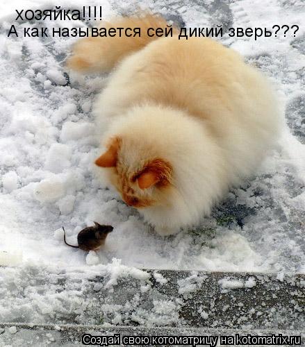 хозяйка!!!! А как называется сей дикий зверь???... Котоматрица: хозяйка!!!! А как называется сей дикий зверь???