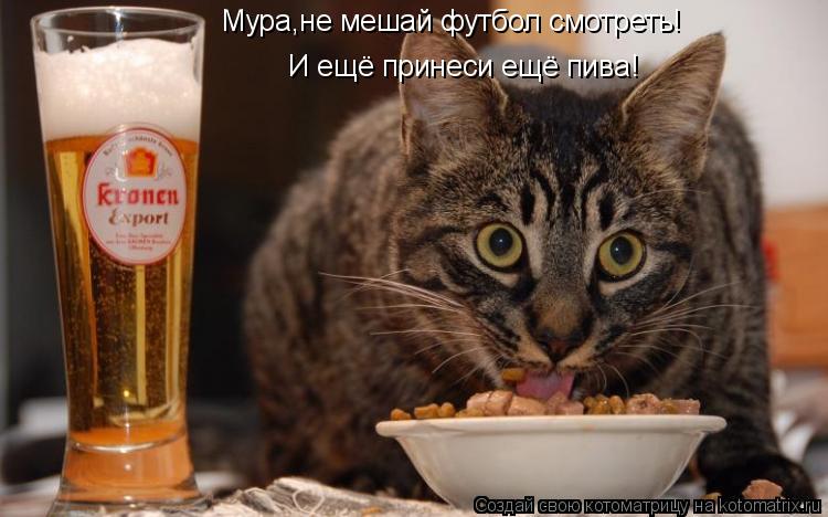 Мура,не мешай футбол смотреть! И ещё принеси ещё пива!... Котоматрица: Мура,не мешай футбол смотреть! И ещё принеси ещё пива!