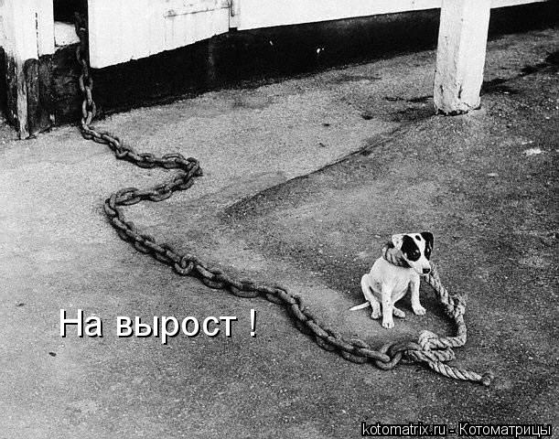 На вырост !... Котоматрица: На вырост !