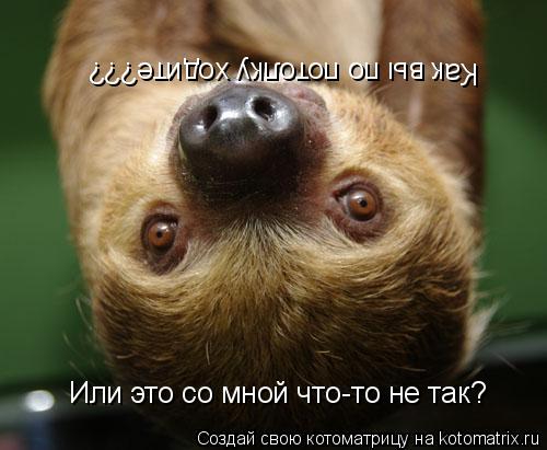 Как вы по потолку ходите??? Или это со мной что-то не так?... Котоматрица: Как вы по потолку ходите??? Или это со мной что-то не так?