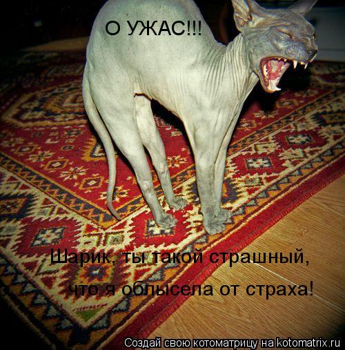 О УЖАС!!! Шарик, ты такой страшный, что я облысела от страха!... Котоматрица: О УЖАС!!! Шарик, ты такой страшный, что я облысела от страха!