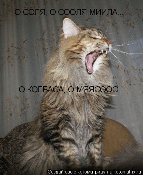 О СОЛЯ, О СООЛЯ МИИЛА... О КОЛБАСА, О МЯЯСООО...... Котоматрица: О СОЛЯ, О СООЛЯ МИИЛА... О КОЛБАСА, О МЯЯСООО...