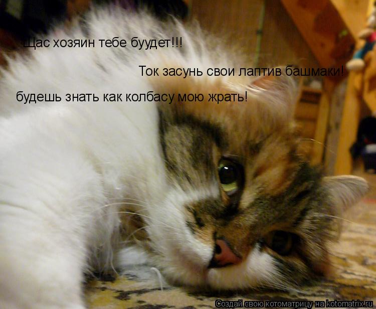 Щас хозяин тебе буудет!!! Ток засунь свои лаптив башмаки! будешь знать как колбасу мою жрать!... Котоматрица: Щас хозяин тебе буудет!!! Ток засунь свои лаптив башмаки! будешь знать как колбасу мою жрать!