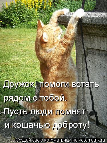 Дружок, помоги встать рядом с тобой. Пусть люди помнят и кошачью доброту!... Котоматрица: Дружок, помоги встать рядом с тобой. Пусть люди помнят и кошачью доброту!