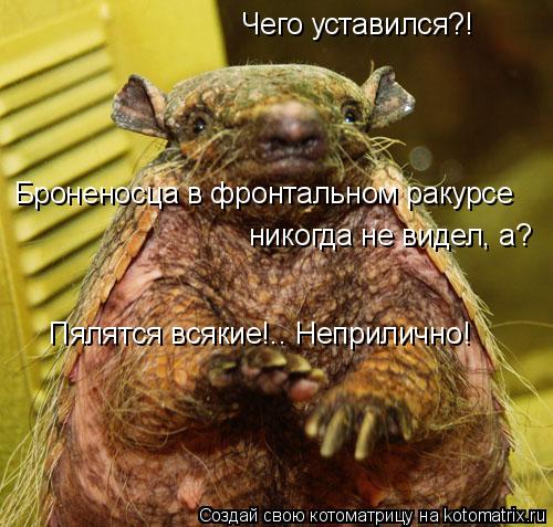 Чего уставился?! Броненосца в фронтальном ракурсе никогда не видел, а? Пялятся всякие!.. Неприлично!... Котоматрица: Чего уставился?! Броненосца в фронтальном ракурсе никогда не видел, а? Пялятся всякие!.. Неприлично!