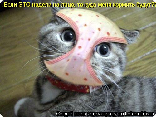 Котоматрица: -Если ЭТО надели на лицо, то куда меня кормить будут???