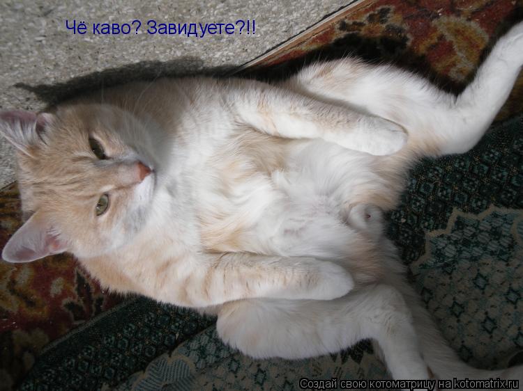 Чё каво? Завидуете?!!... Котоматрица: Чё каво? Завидуете?!!