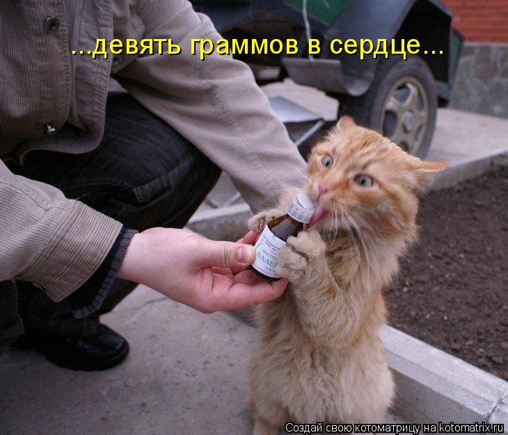 ...девять граммов в сердце...... Котоматрица: ...девять граммов в сердце...