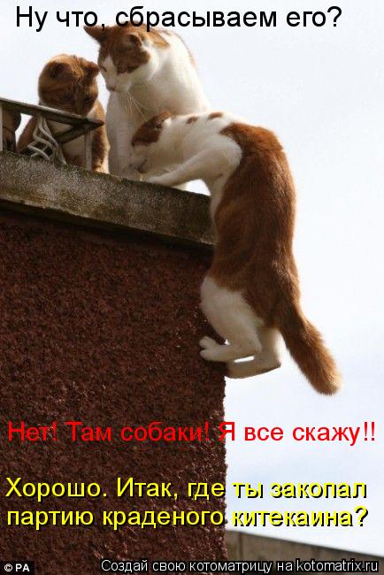 Ну что, сбрасываем его? Нет! Там собаки! Я все скажу!! партию краденого китекаина? Хорошо. Итак, где ... Котоматрица: Ну что, сбрасываем его? Нет! Там собаки! Я все скажу!! партию краденого китекаина? Хорошо. Итак, где ты закопал