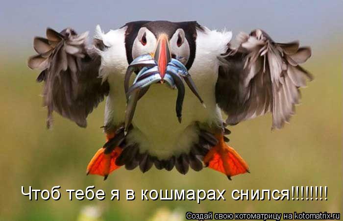 Чтоб тебе я в кошмарах снился!!!!!!!!... Котоматрица: Чтоб тебе я в кошмарах снился!!!!!!!!