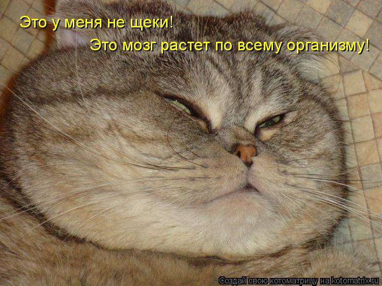 Это у меня не щеки! Это мозг растет по всему организму!... Котоматрица: Это у меня не щеки! Это мозг растет по всему организму!