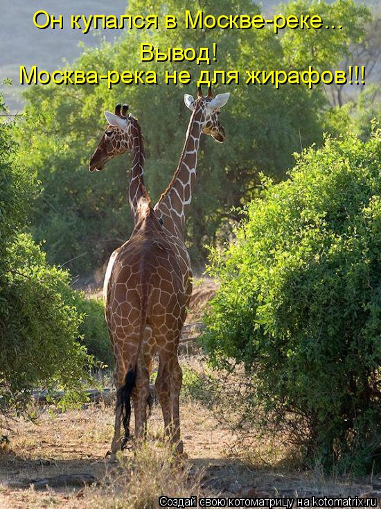 Он купался в Москве-реке... Вывод! Москва-река не для жирафов!!!... Котоматрица: Он купался в Москве-реке... Вывод! Москва-река не для жирафов!!!