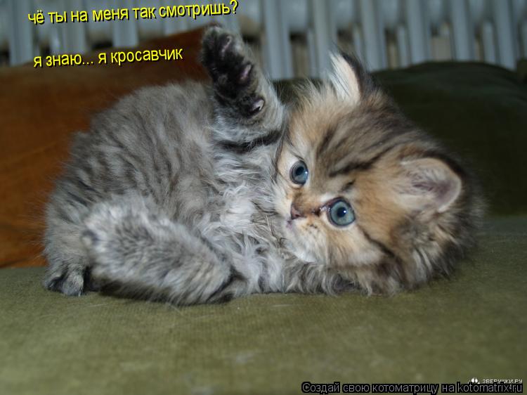 чё ты на меня так смотришь? я знаю... я кросавчик... Котоматрица: чё ты на меня так смотришь? я знаю... я кросавчик