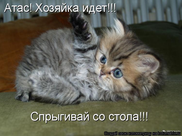 Атас! Хозяйка идет!!! Спрыгивай со стола!!!... Котоматрица: Атас! Хозяйка идет!!! Спрыгивай со стола!!!