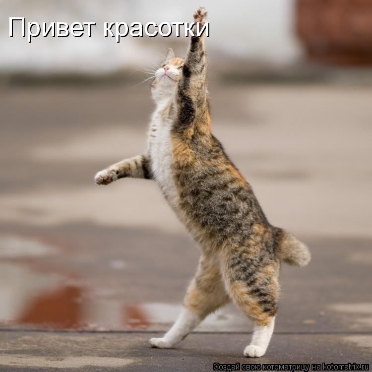 Привет красотки... Котоматрица: Привет красотки