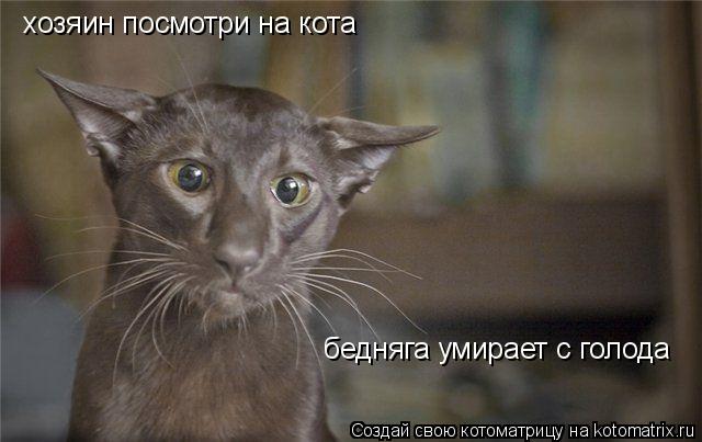 хозяин посмотри на кота бедняга умирает с голода... Котоматрица: хозяин посмотри на кота бедняга умирает с голода