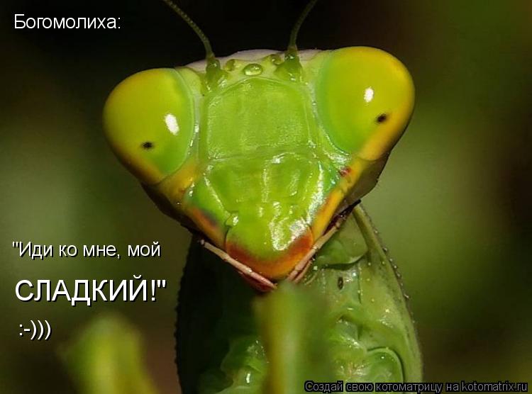 Богомолиха: "Иди ко мне, мой СЛАДКИЙ!" :-)))... Котоматрица: Богомолиха: "Иди ко мне, мой СЛАДКИЙ!" :-)))