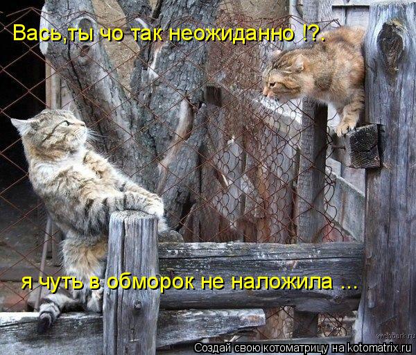Вась,ты чо так неожиданно !?. я чуть в обморок не наложила ...... Котоматрица: Вась,ты чо так неожиданно !?. я чуть в обморок не наложила ...