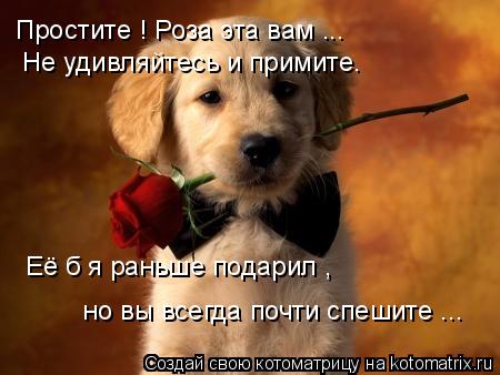Простите ! Роза эта вам ... Не удивляйтесь и примите. Её б я раньше подарил , но вы всегда почти спеш... Котоматрица: Простите ! Роза эта вам ... Не удивляйтесь и примите. Её б я раньше подарил , но вы всегда почти спешите ...