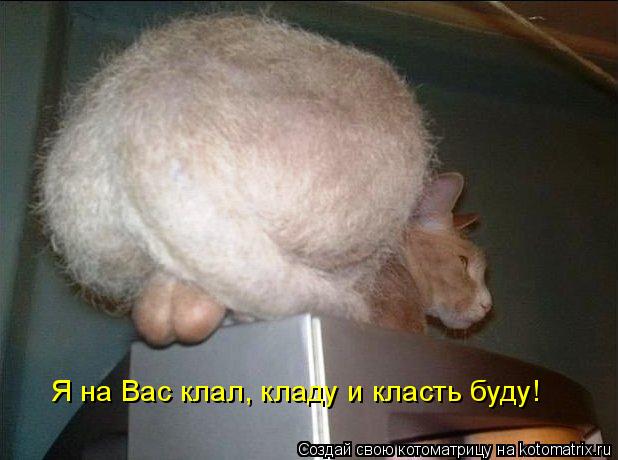 Я на Вас клал, кладу и класть буду!... Котоматрица: Я на Вас клал, кладу и класть буду!