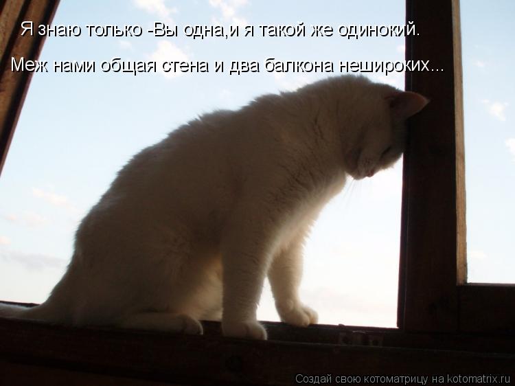 Я знаю только -Вы одна,и я такой же одинокий. Меж нами общая стена и два балкона нешироких...... Котоматрица: Я знаю только -Вы одна,и я такой же одинокий. Меж нами общая стена и два балкона нешироких...