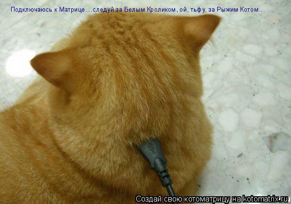 Подключаюсь к Матрице....следуй за Белым Кроликом, ой, тьфу, за Рыжим Котом..... Котоматрица: Подключаюсь к Матрице....следуй за Белым Кроликом, ой, тьфу, за Рыжим Котом..