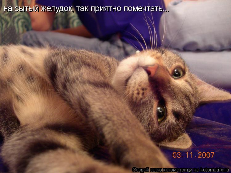 на сытый желудок, так приятно помечтать...... Котоматрица: на сытый желудок, так приятно помечтать...