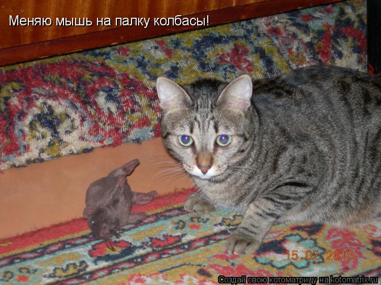 Меняю мышь на палку колбасы! Меняю мышь на палку колбасы! Меняю мышь на палку колбасы!... Котоматрица: Меняю мышь на палку колбасы! Меняю мышь на палку колбасы! Меняю мышь на палку колбасы!