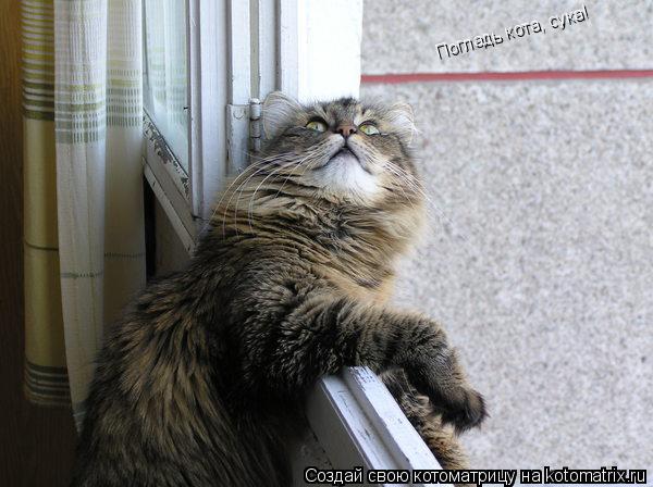 Погладь кота, сука!... Котоматрица: Погладь кота, сука!