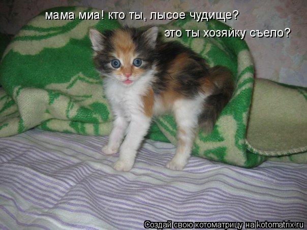 мама миа! кто ты, лысое чудище? это ты хозяйку съело?... Котоматрица: мама миа! кто ты, лысое чудище? это ты хозяйку съело?