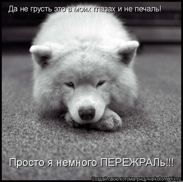 Да не грусть это в моих глазах и не печаль! Просто я немного ПЕРЕЖРАЛь!!!... Котоматрица: Да не грусть это в моих глазах и не печаль! Просто я немного ПЕРЕЖРАЛь!!!