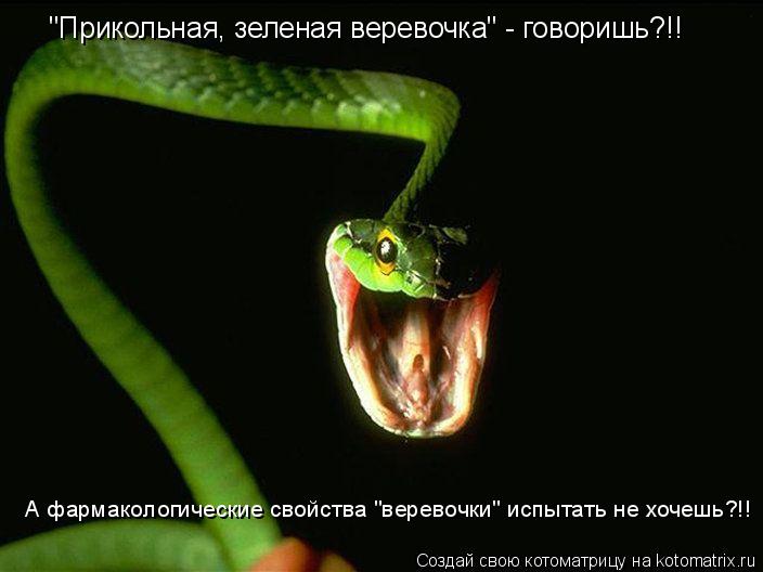 "Прикольная, зеленая веревочка" - говоришь?!! А фармакологические свойства "веревочки" испытать не хо... Котоматрица: "Прикольная, зеленая веревочка" - говоришь?!! А фармакологические свойства "веревочки" испытать не хочешь?!!