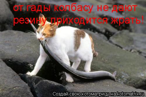 от гады колбасу не дают от гады колбасу не дают от гады колбасу не дают резину приходится жрать!... Котоматрица: от гады колбасу не дают от гады колбасу не дают от гады колбасу не дают резину приходится жрать!